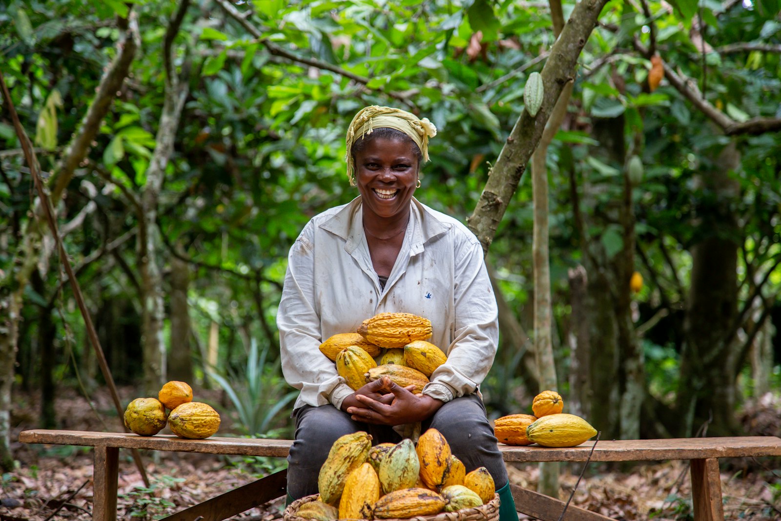 A farmer holding freshly harvested cocoa pods